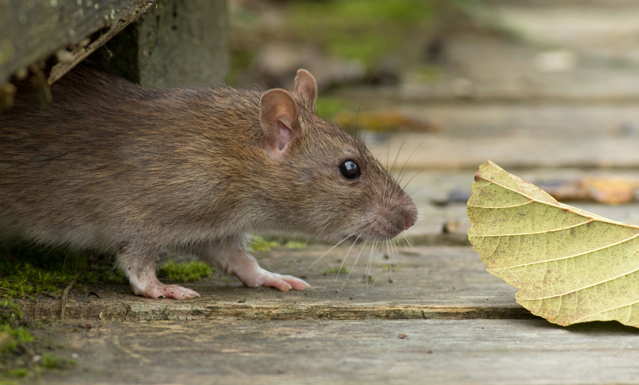 closeup of a rat sniffing a leaf