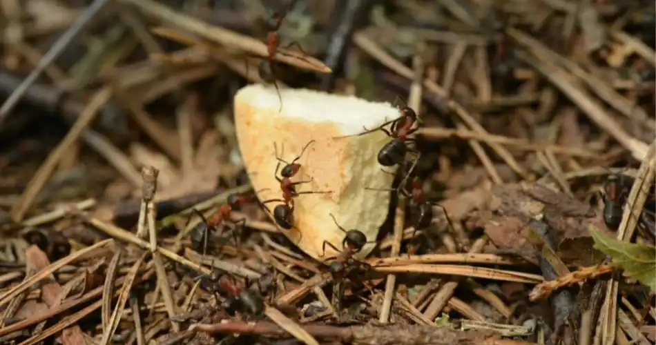 A group of large ants swarming a piece of bread crust dropped on pine needles outdoors.