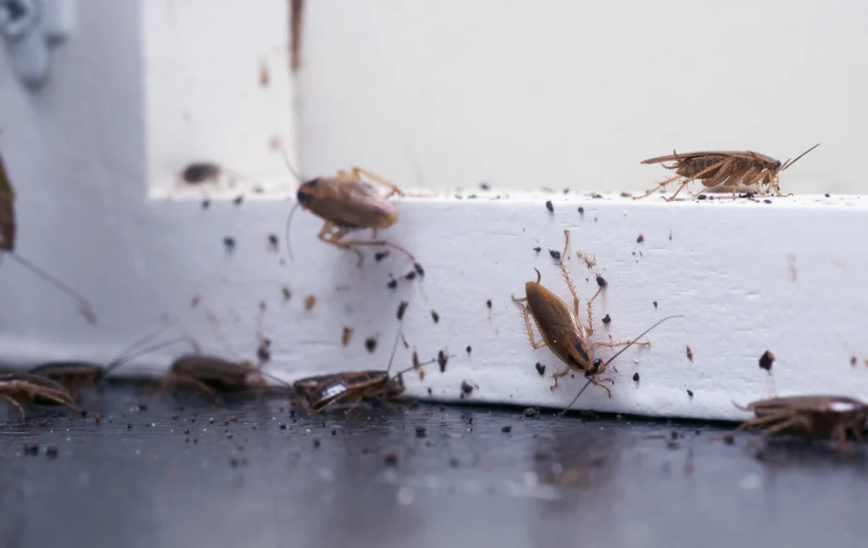 A lot of cockroaches are sitting on a white wooden shelf