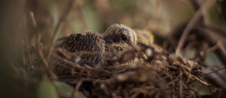 Hidden Bird's Nest