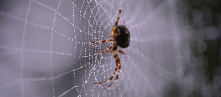 closeup of a house spider on a web
