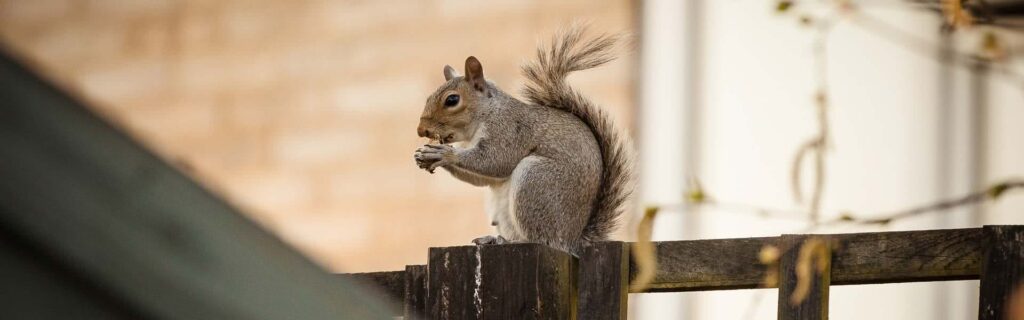 Hungry Squirrel Eating Nuts on Fence