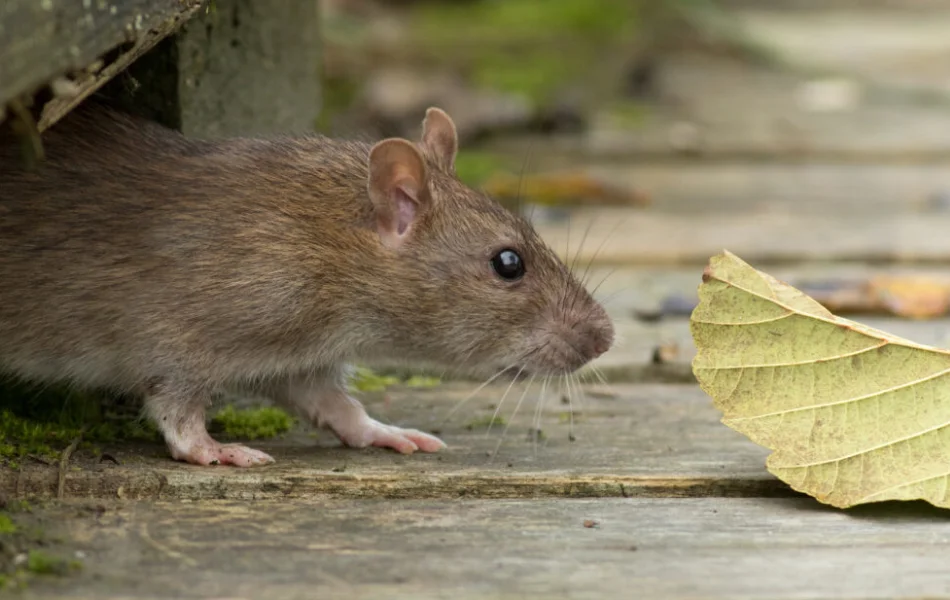 Closeup of a rat sniffing a leaf on a wooden deck.