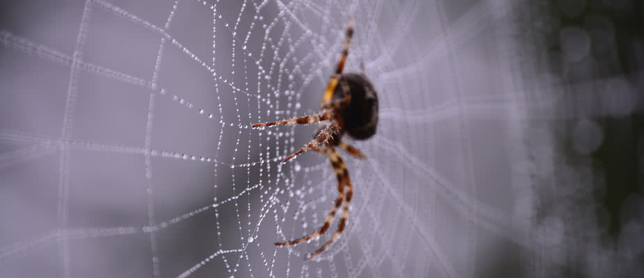 Orb-Weaver Spider