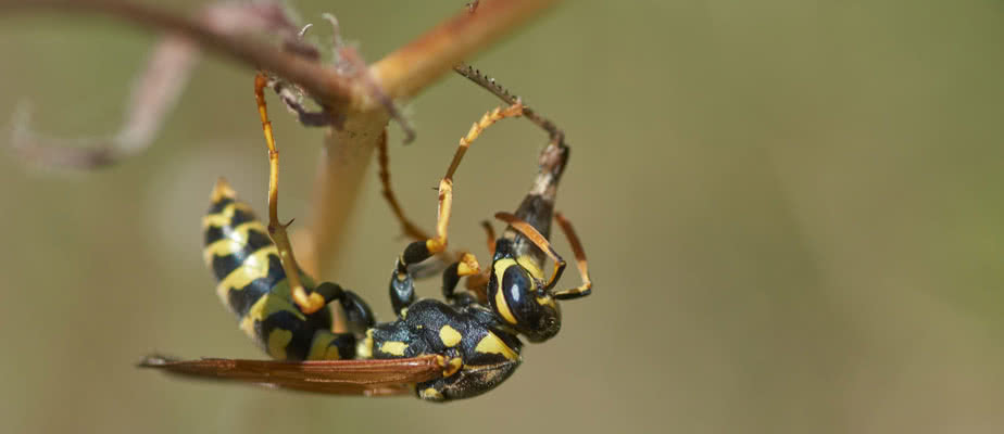 Closeup of Bee Pollenating