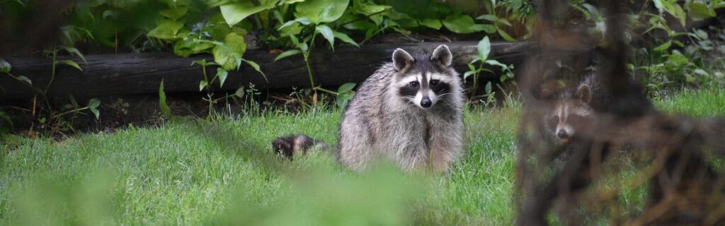 Raccoons in Backyard