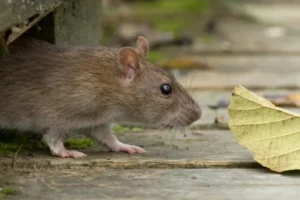 Closeup of a rat sniffing a leaf on a wooden deck.