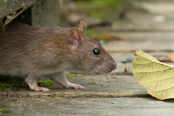 Closeup of a rat sniffing a leaf on a wooden deck.