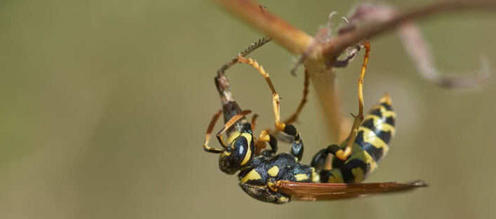Closeup of Yellow Jacket on a branch