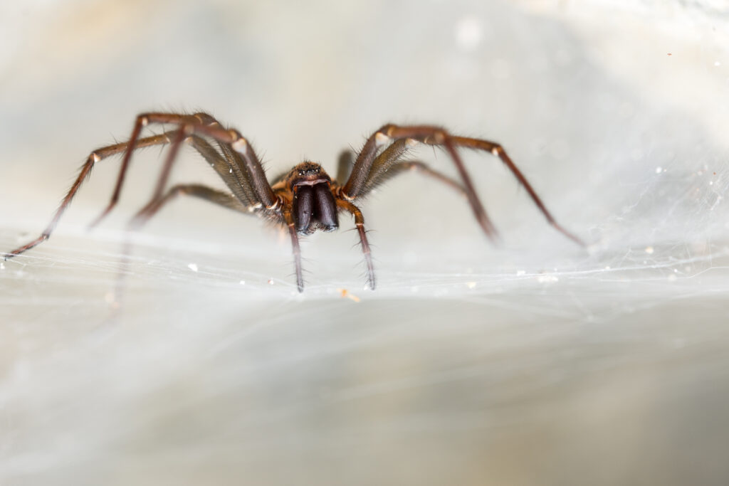 The giant house spider on a web