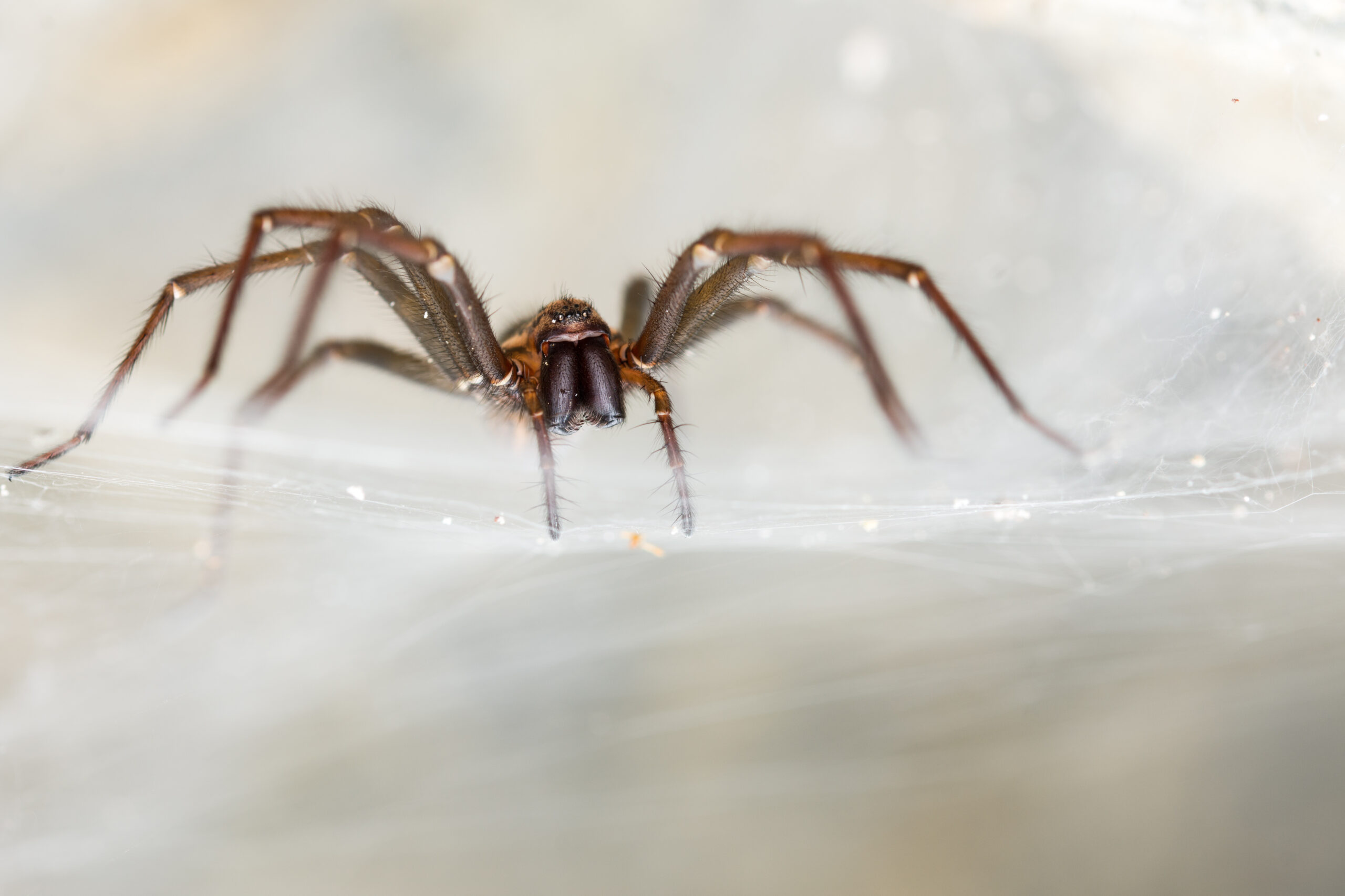 The giant house spider on a web