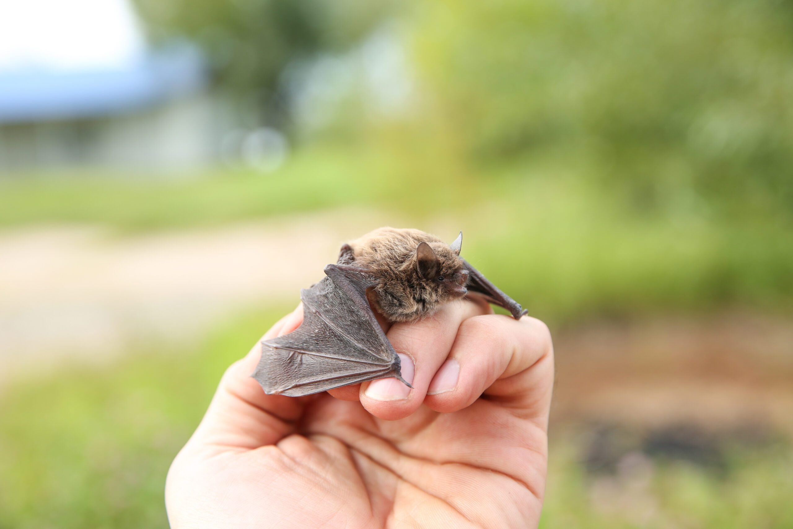 a hand holding a bat