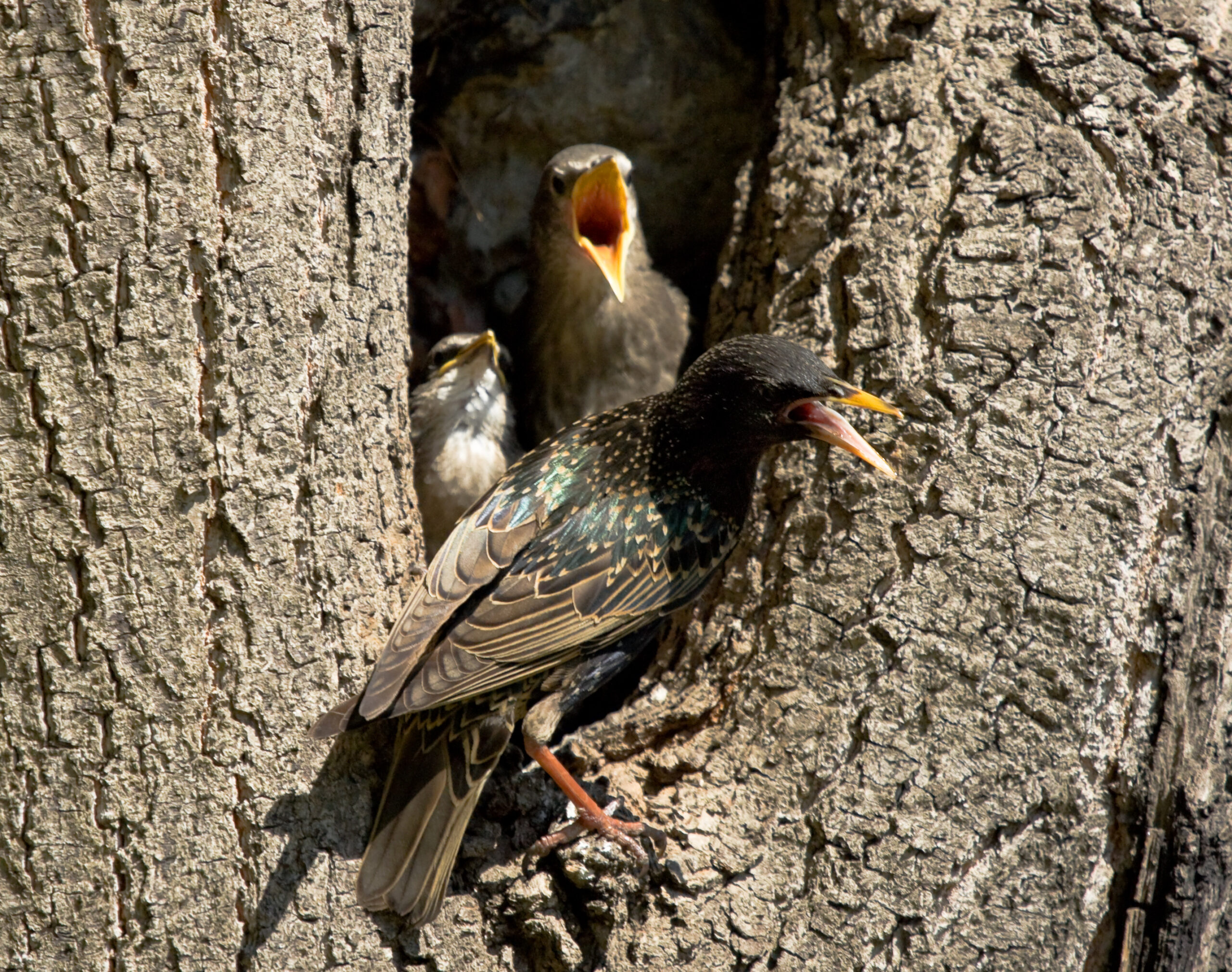 starlings in a tree