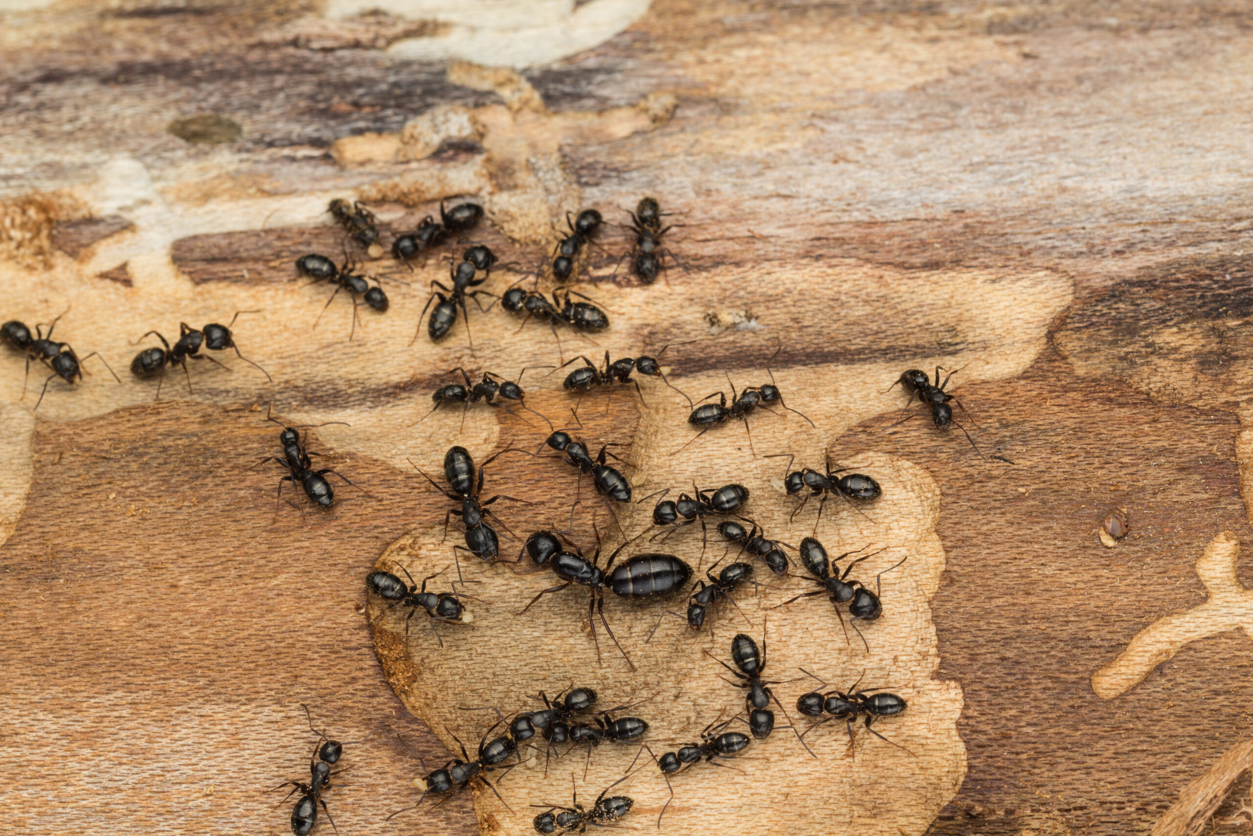 closeup of ants crawling on wood