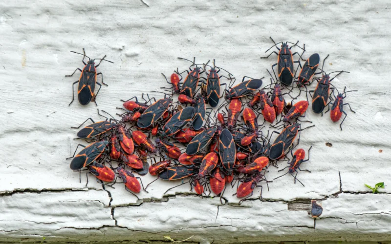 Swarm of Boxelder bugs against a white wall.