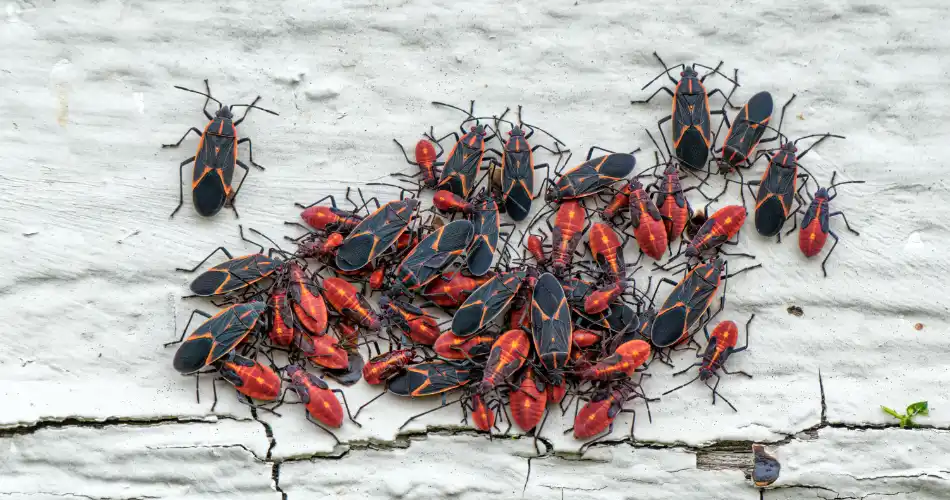 A cluster of adult and nymph boxelder bugs gathering on a white, weathered wooden surface.