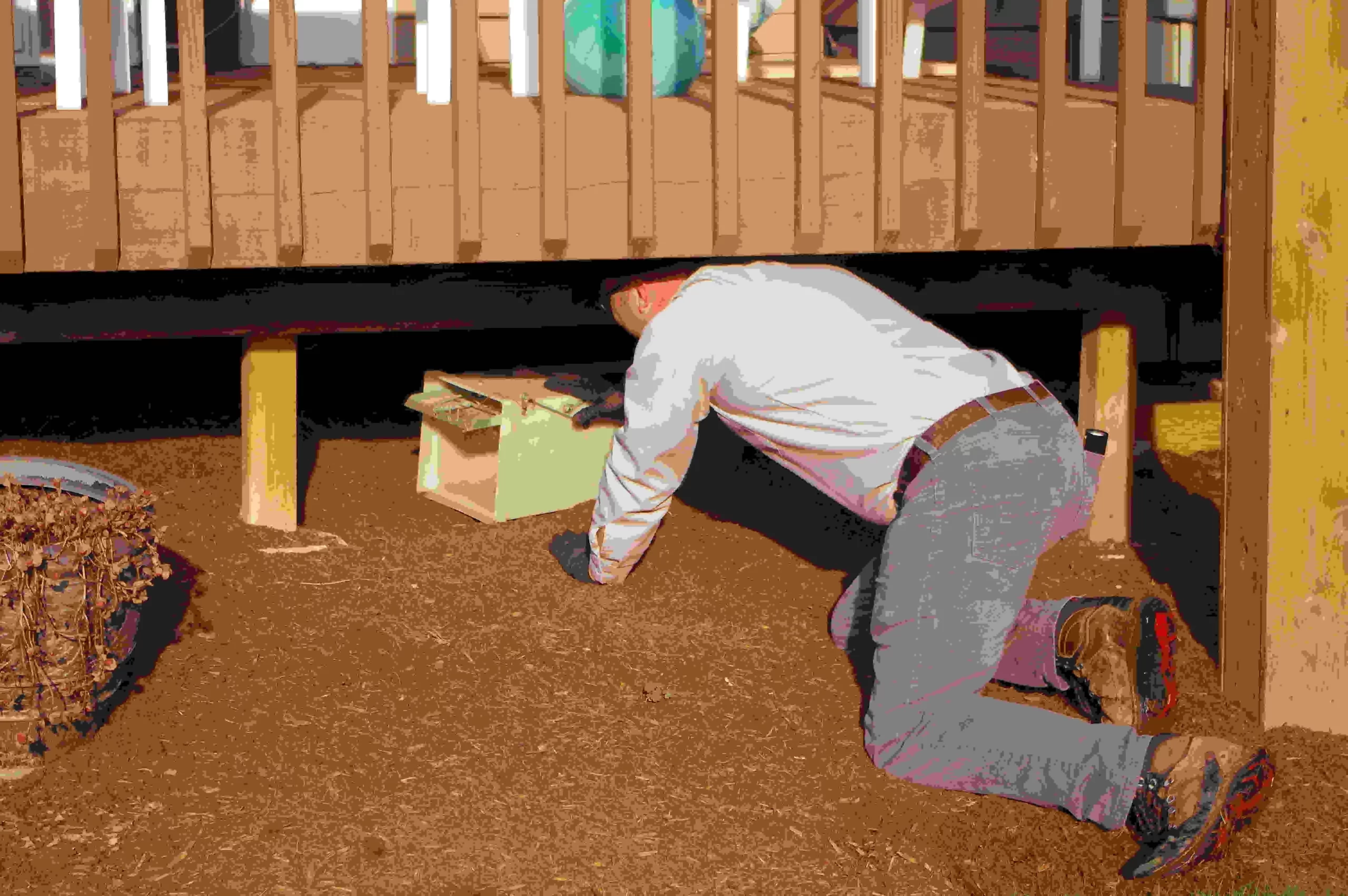 Pest Plus technician removing a nuisance animal under a porch