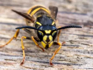 closeup of yellowjacket in portland backyard before wasp control services