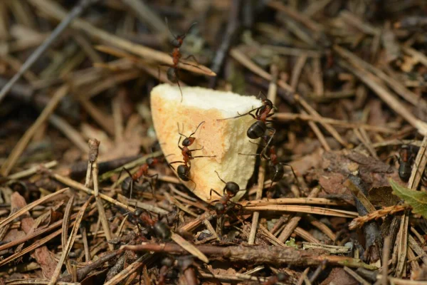 Ants crawling over a piece of crouton on the ground.
