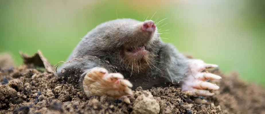 Mole poking head out of ground. Call Pest Plus LLC for your mole control needs in Vancouver, Portland, and the surrounding areas.