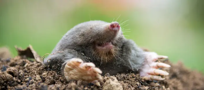 A mole poking its head out of a hole in the ground