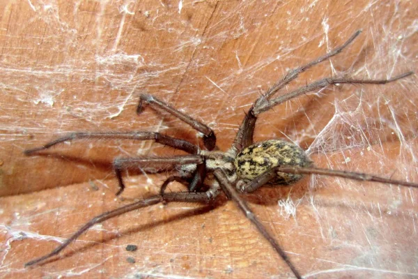 closeup of a spider on a wall on a wall corner