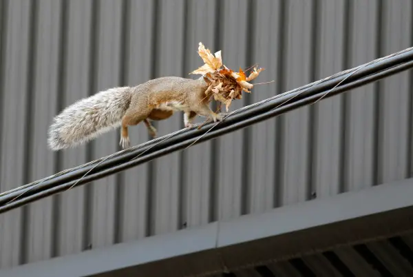 squirrel trying to enter attic before professional exclusion services in gresham area