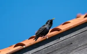 portland starling along roofline of house before professional bird exclusion