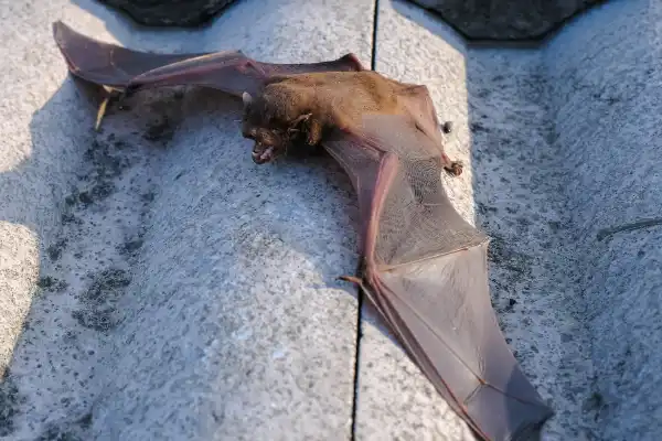 A brown bat resting with its wings spread across concrete roof tiles on a residential building.