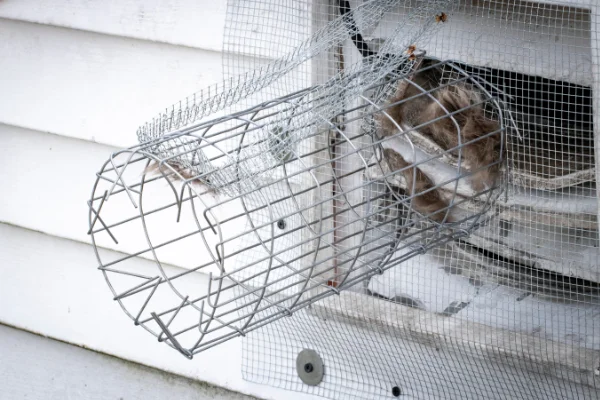 A wire mesh one-way exclusion device mounted over a house vent for wildlife removal.