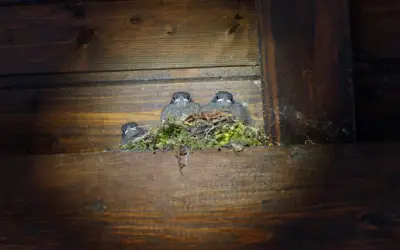 A bird nest with small chicks resting tucked under wooden rafters inside an attic.