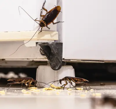 roaches in portland home found during professional cockroach inspection by Pest Plus