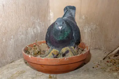 Baby pigeons in nest with roosting mother in home in SE Portland